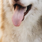 Руководство по освоению игровой механики слота The Dog House Megaways