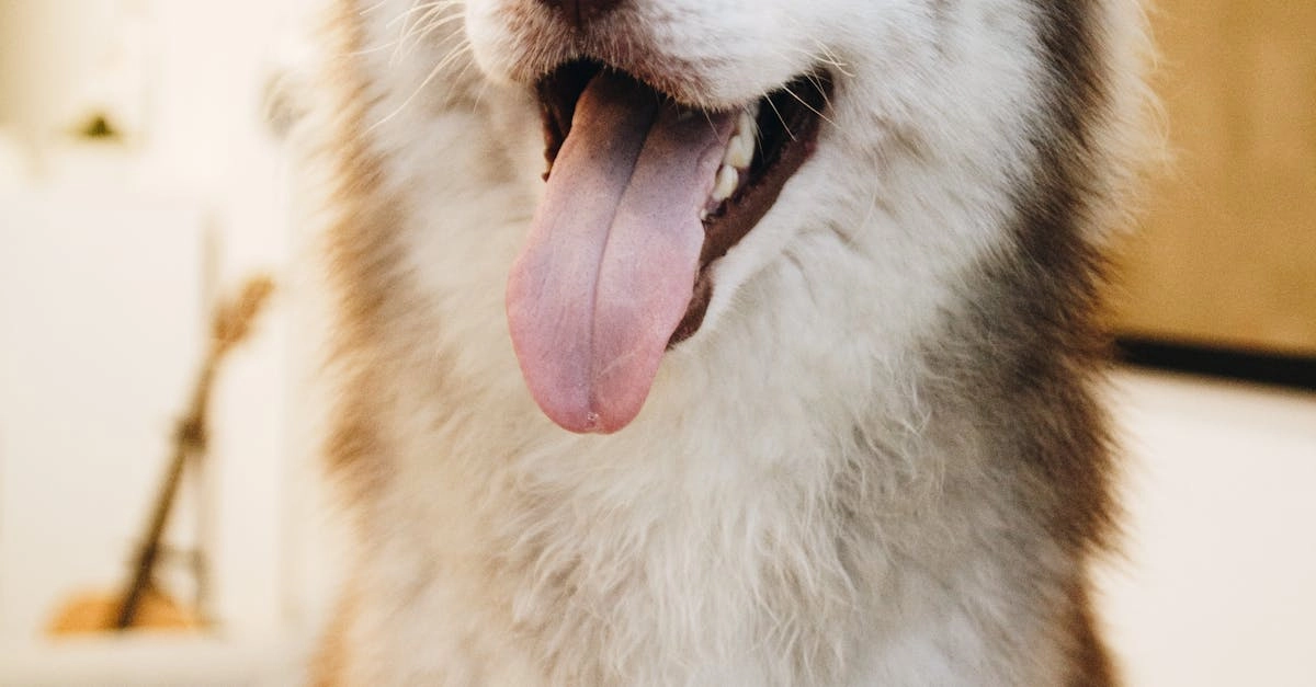 Руководство по освоению игровой механики слота The Dog House Megaways