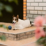 Пошаговое руководство по слоту The Dog House с символами и правилами игры