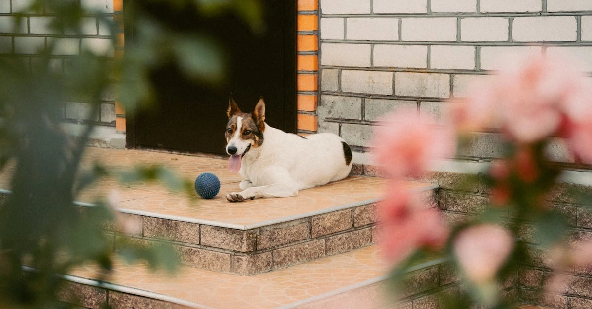 Пошаговое руководство по слоту The Dog House с символами и правилами игры